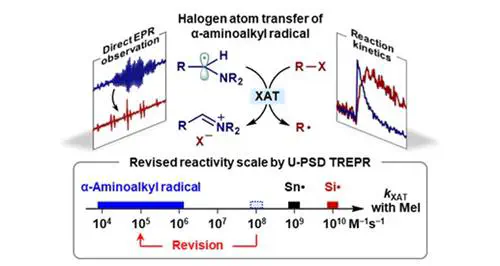 Overestimated Halogen Atom Transfer Reactivity of α-Aminoalkyl Radicals