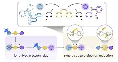 Synergistic Two-Electron Transfer Enables Minute-Scale Redox Accumulation under Low-Light Conditions